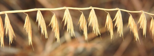 Bouteloua curtipendula, photograph 3