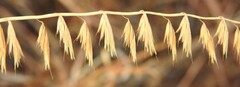 Bouteloua curtipendula, photograph (c) saltyhiker, some rights reserved (CC BY)