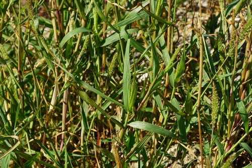 hooked bristle grass