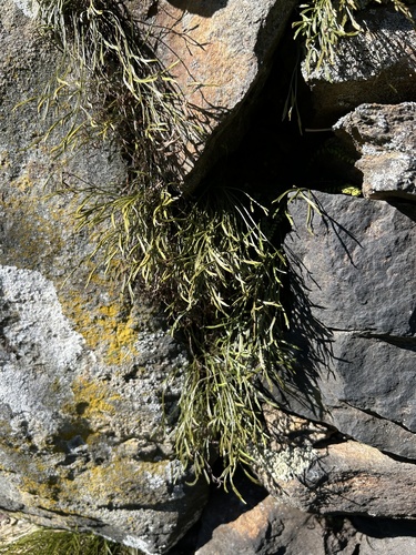 northern spleenwort