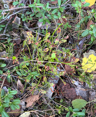 (c) Andreas Schneider, some rights reserved (CC BY) Vaccinium myrtillus, photograph (c) Andreas Schneider, some rights reserved (CC BY)