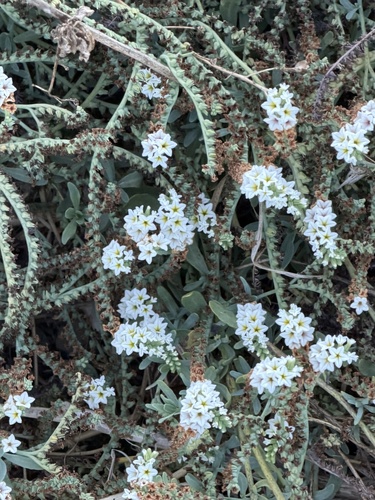 Heliotropium curassavicum, photograph 1