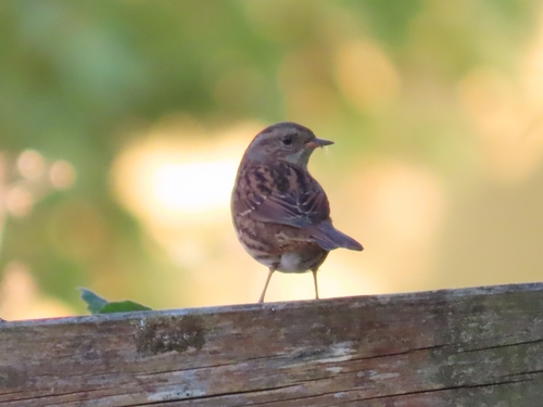 Dunnock