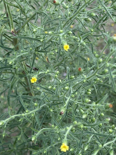Dittrichia graveolens, photograph 1