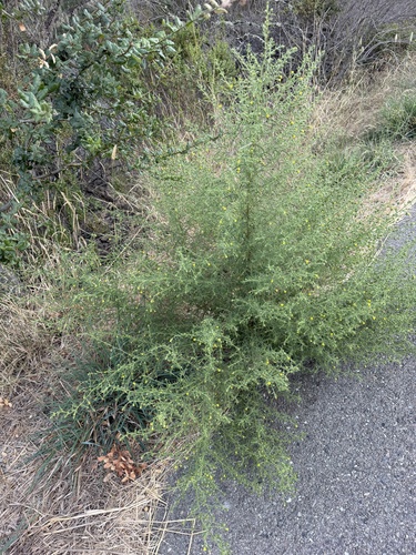 Dittrichia graveolens, photograph 2