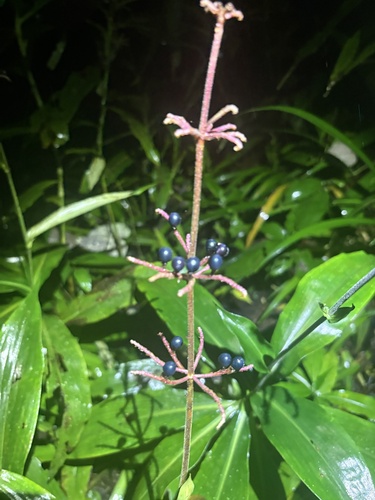 Pollia japonica