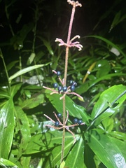 Pollia japonica