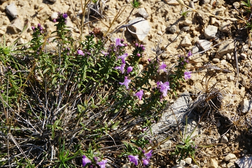 Satureja subspicata