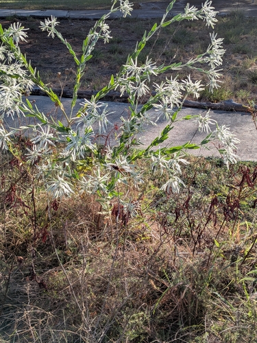 Euphorbia bicolor