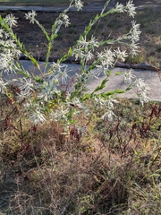 author not stated, no rights reserved Euphorbia bicolor, photograph author not stated, no rights reserved