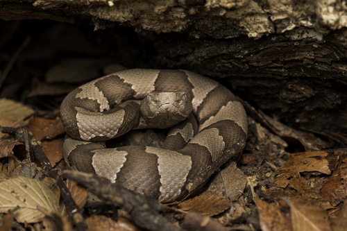 Broad-banded Copperhead