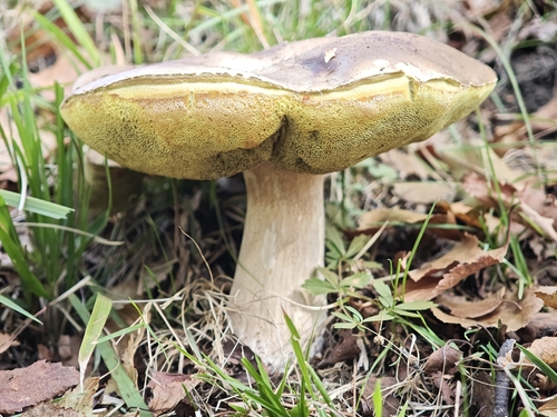 King Bolete