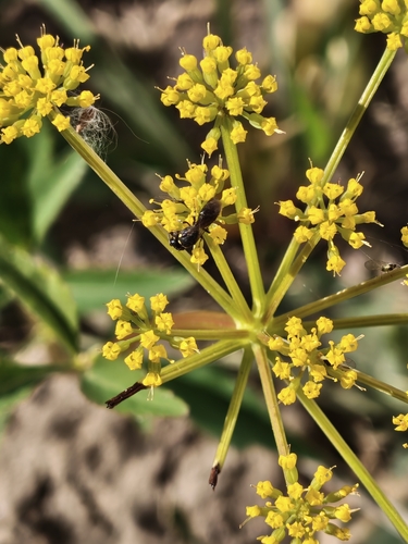 Hylaeus leptocephalus observed 2026-09-26