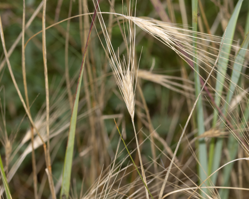 Secale sylvestre, 2026-07-11
