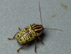 Cryptocephalus duryi