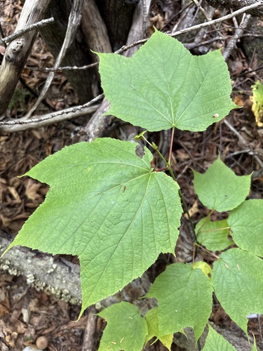 striped maple