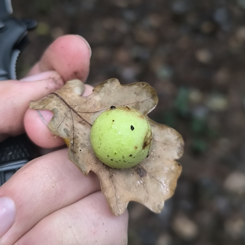 Cherry Gall Wasp