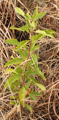 Ceanothus herbaceus, photograph 1