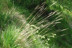 Calamagrostis varia