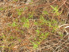 (c) saltyhiker, some rights reserved (CC BY) Stenaria nigricans, photograph (c) saltyhiker, some rights reserved (CC BY)