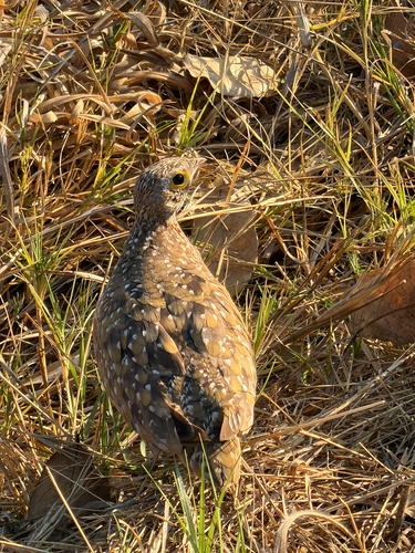 iNaturalist image