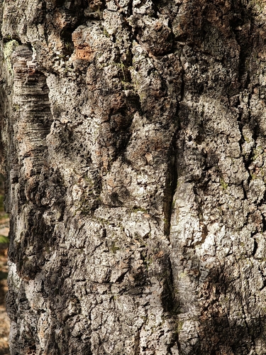 cork oak