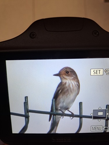 Spotted Flycatcher
