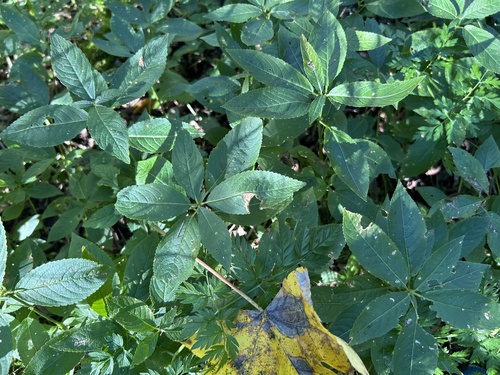 Dog's Mercury