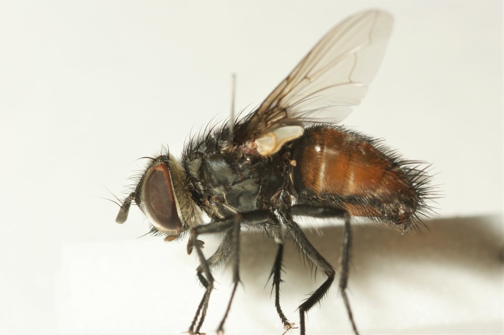 Winthemia cruentata from Suffolk, UK on July 29, 2019 by steveuk ...