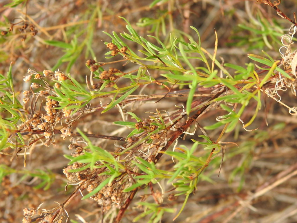 Stenaria nigricans; photograph (c) saltyhiker, some rights reserved (CC BY)