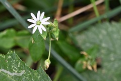 Stellaria aquatica