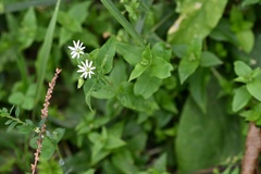 Stellaria aquatica, photograph (c) Petr Harant, some rights reserved (CC BY)