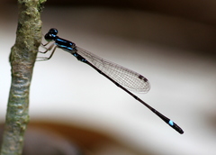Mortonagrion falcatum