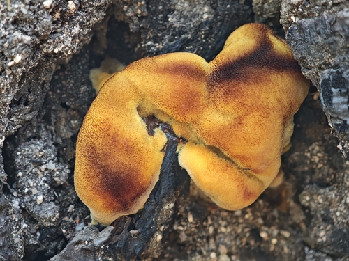 European Dyer's Polypore