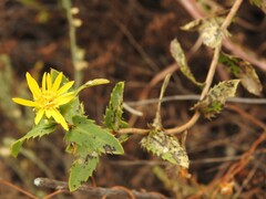 Grindelia lanceolata