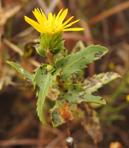 Grindelia lanceolata, photograph 1