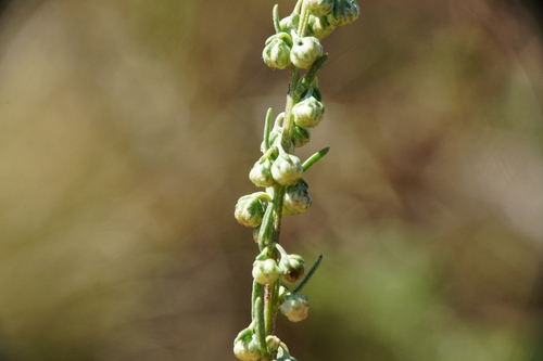 White Mugwort