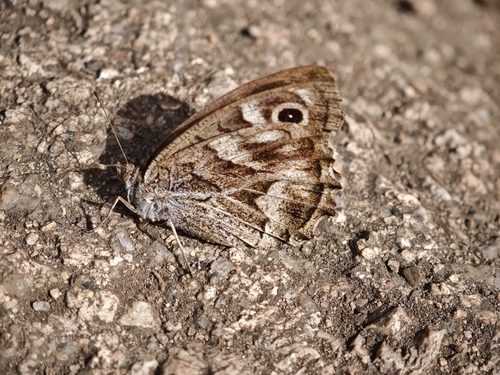 Striped Grayling