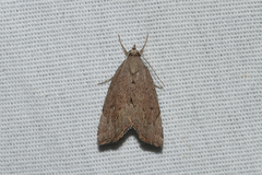 Cutina albopunctella