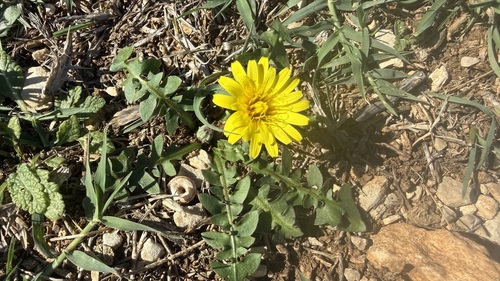 Perennial Hyoseris