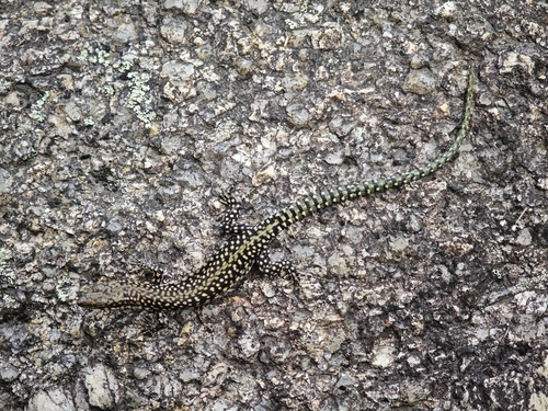 Podarcis lusitanicus