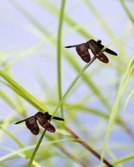Rhyothemis aterrima