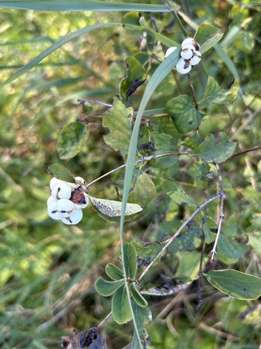 Common Snowberry