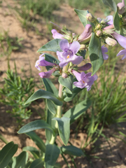 Penstemon buckleyi
