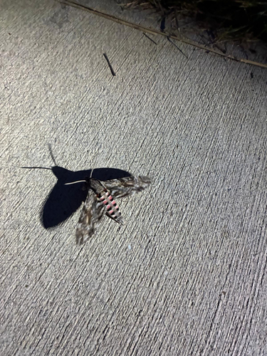 Convolvulus Hawkmoth