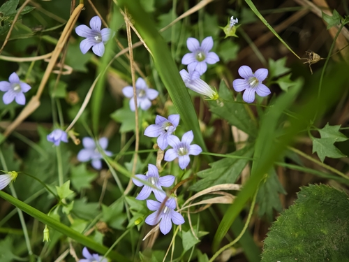 Ivy-leaved Bellflower