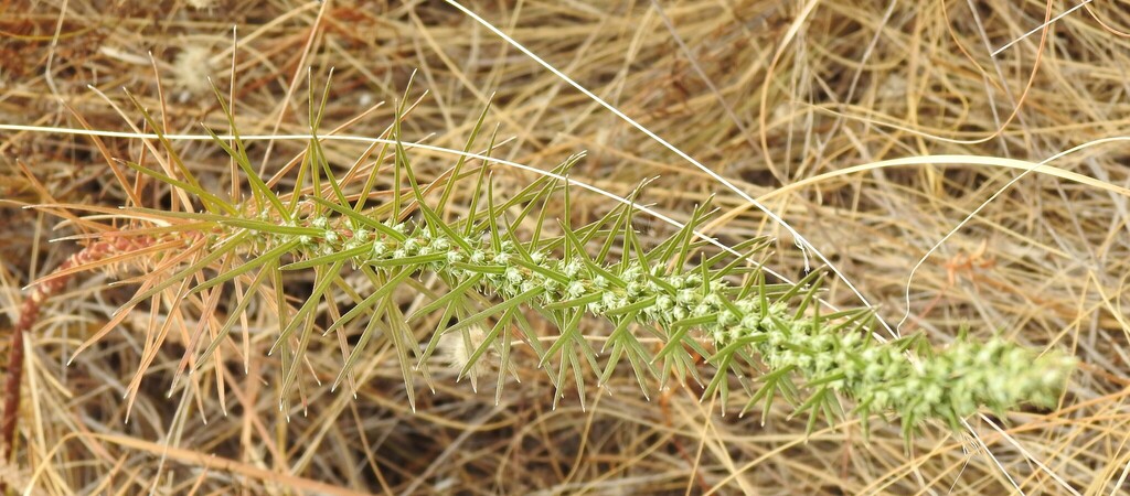 Liatris punctata; photograph (c) saltyhiker, some rights reserved (CC BY)