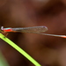 Teinobasis rajah - Photo (c) marcel-silvius, algunos derechos reservados (CC BY-NC)