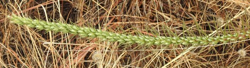 Liatris punctata, photograph 1