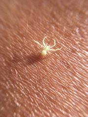 Misumena vatia